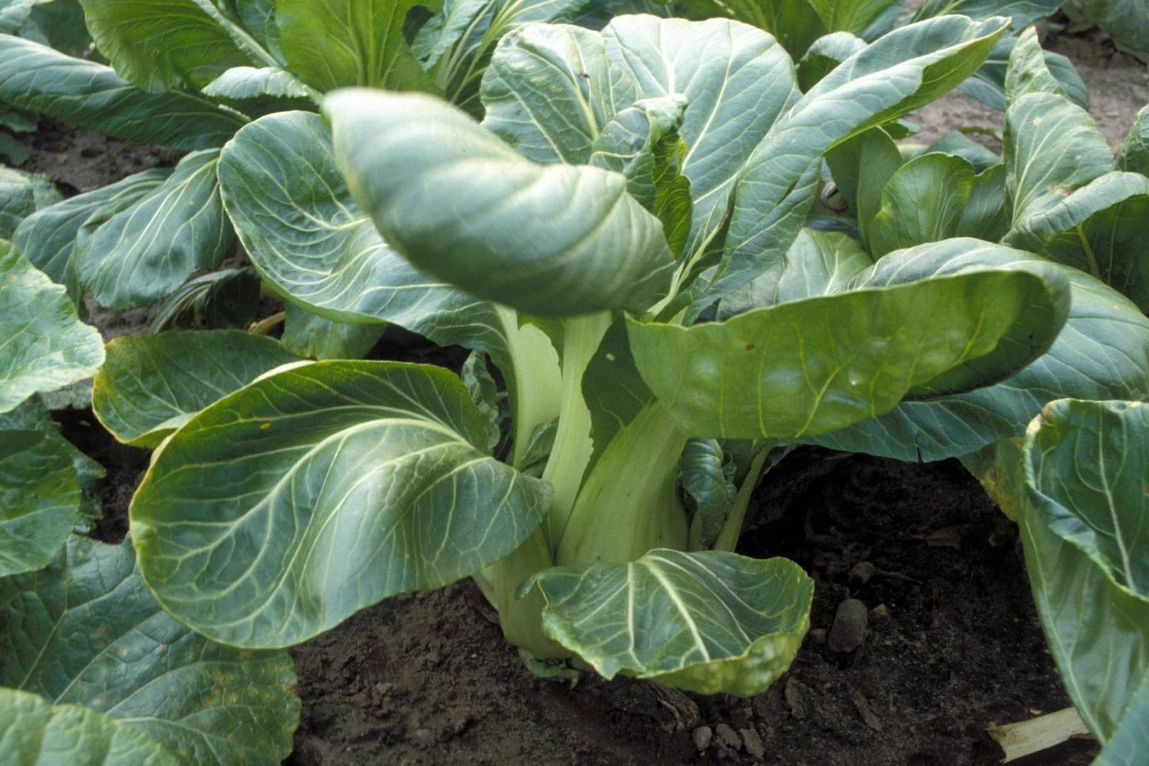 Der asiatische Blätterkohl Pak Choi lässt sich auch im heimischen Garten problemlos anpflanzen.