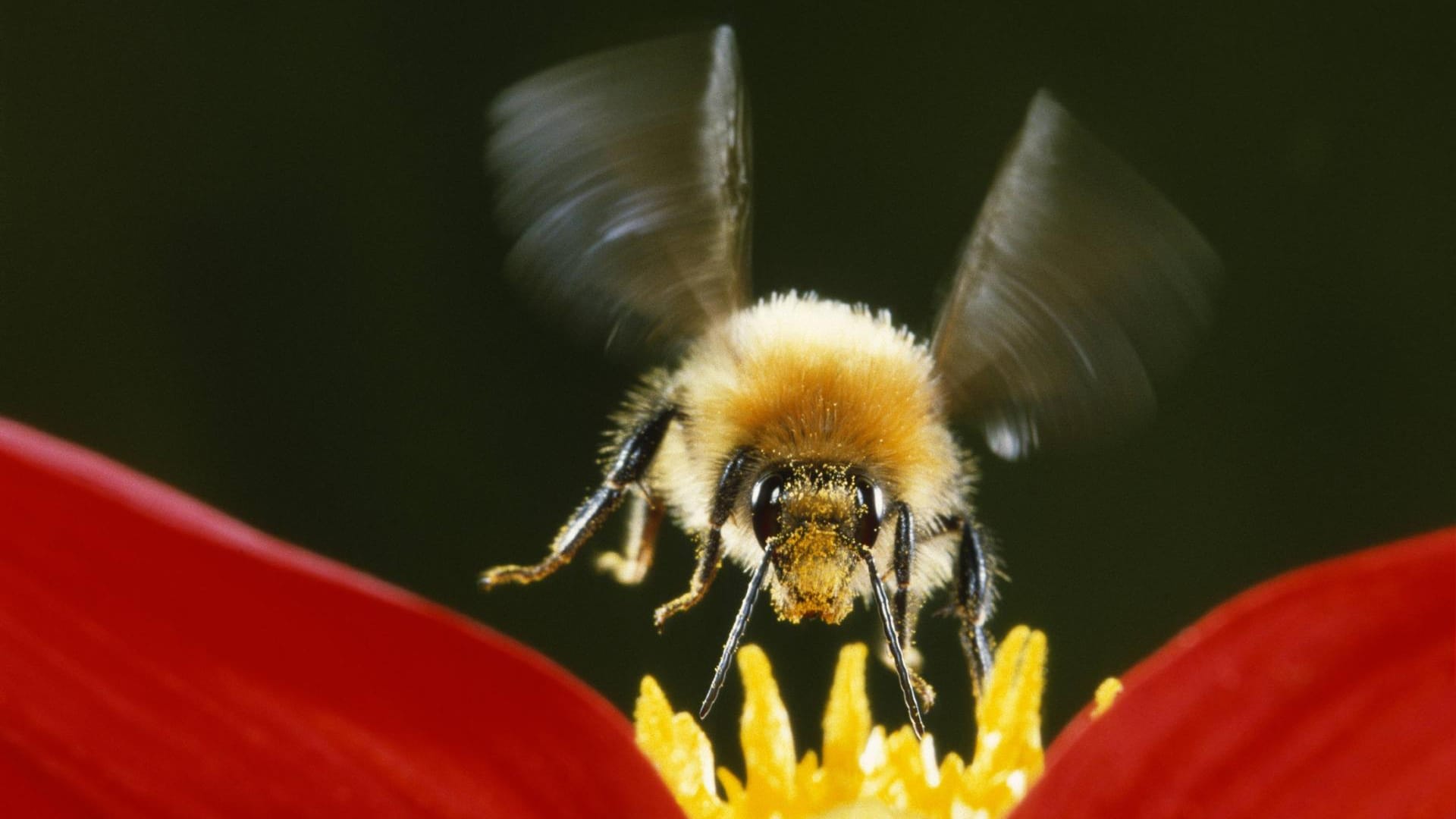 Körper zu dick, Flügel zu klein? Das hindert die Hummel nicht am Fliegen.