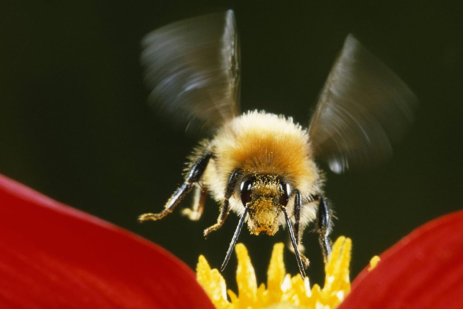 Körper zu dick, Flügel zu klein? Das hindert die Hummel nicht am Fliegen.