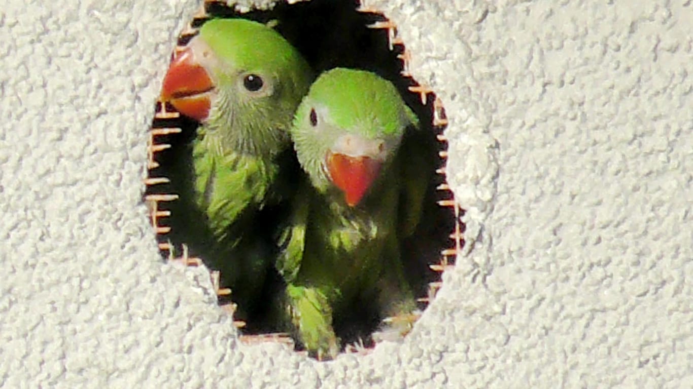 Die jungen Papageien schauen aus ihrer Bruthöhle.
