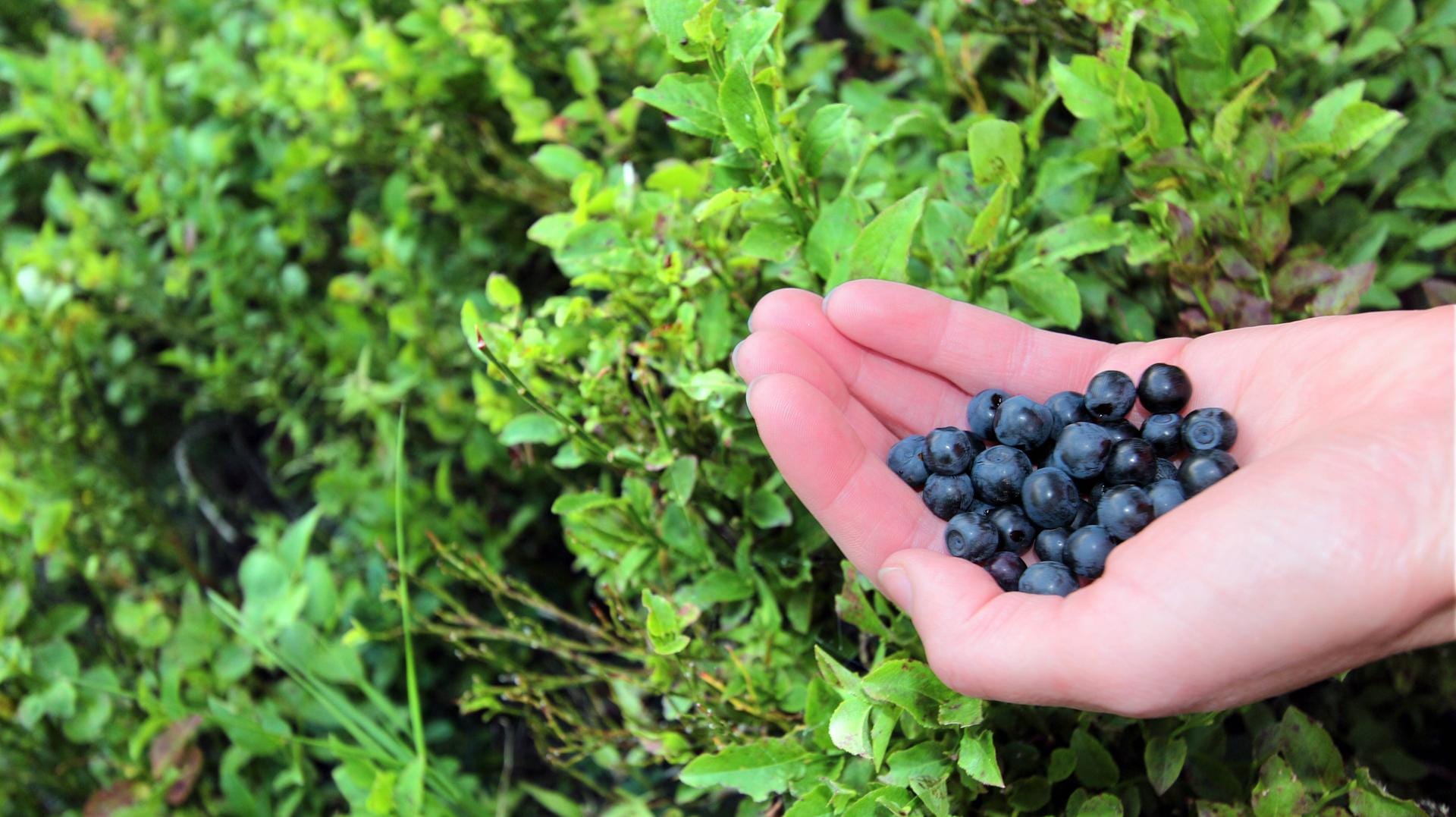 Die Dauer der Heidelbeeren-Erntezeit ist immer abhängig von Wetter und Lage.