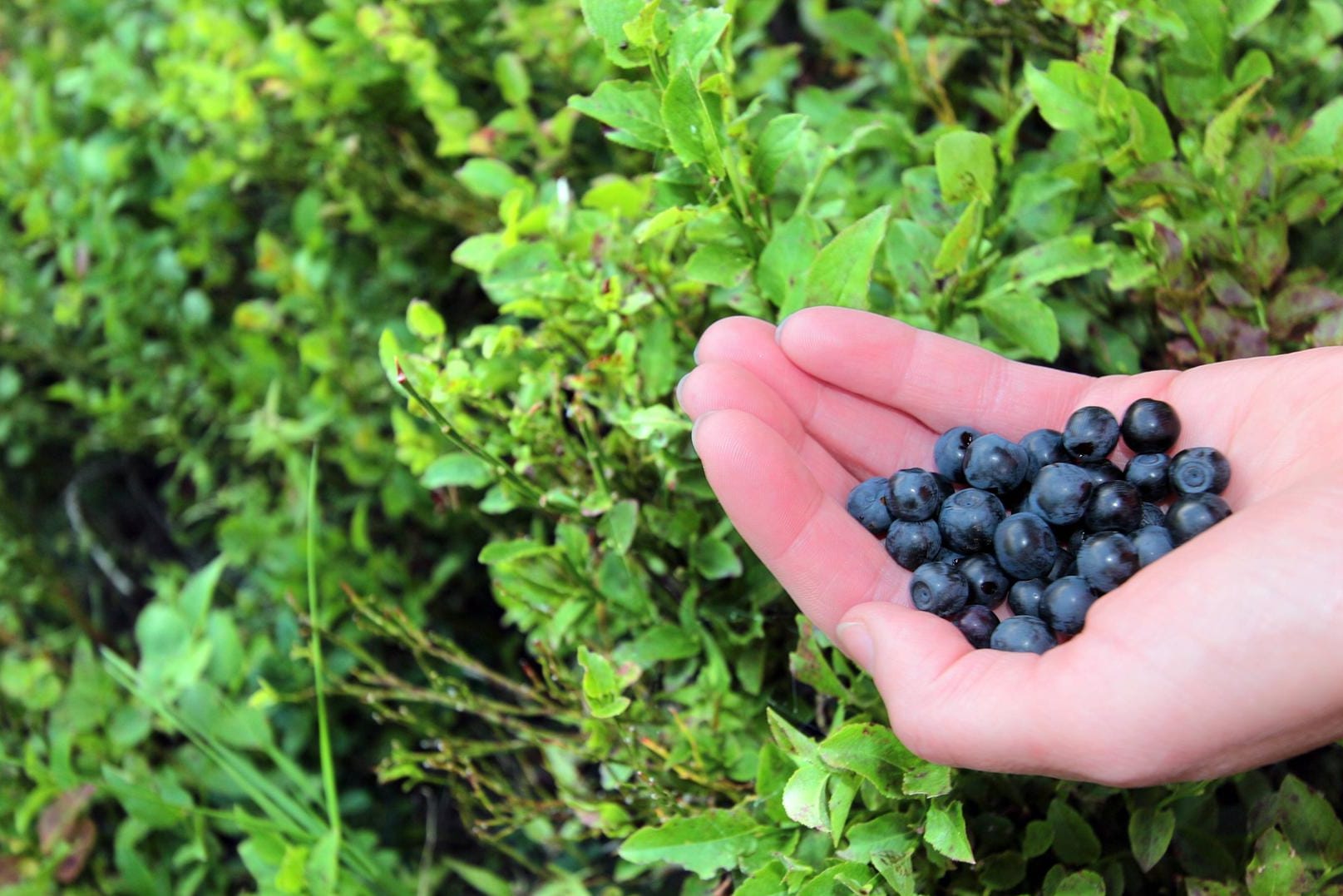 Die Dauer der Heidelbeeren-Erntezeit ist immer abhängig von Wetter und Lage.