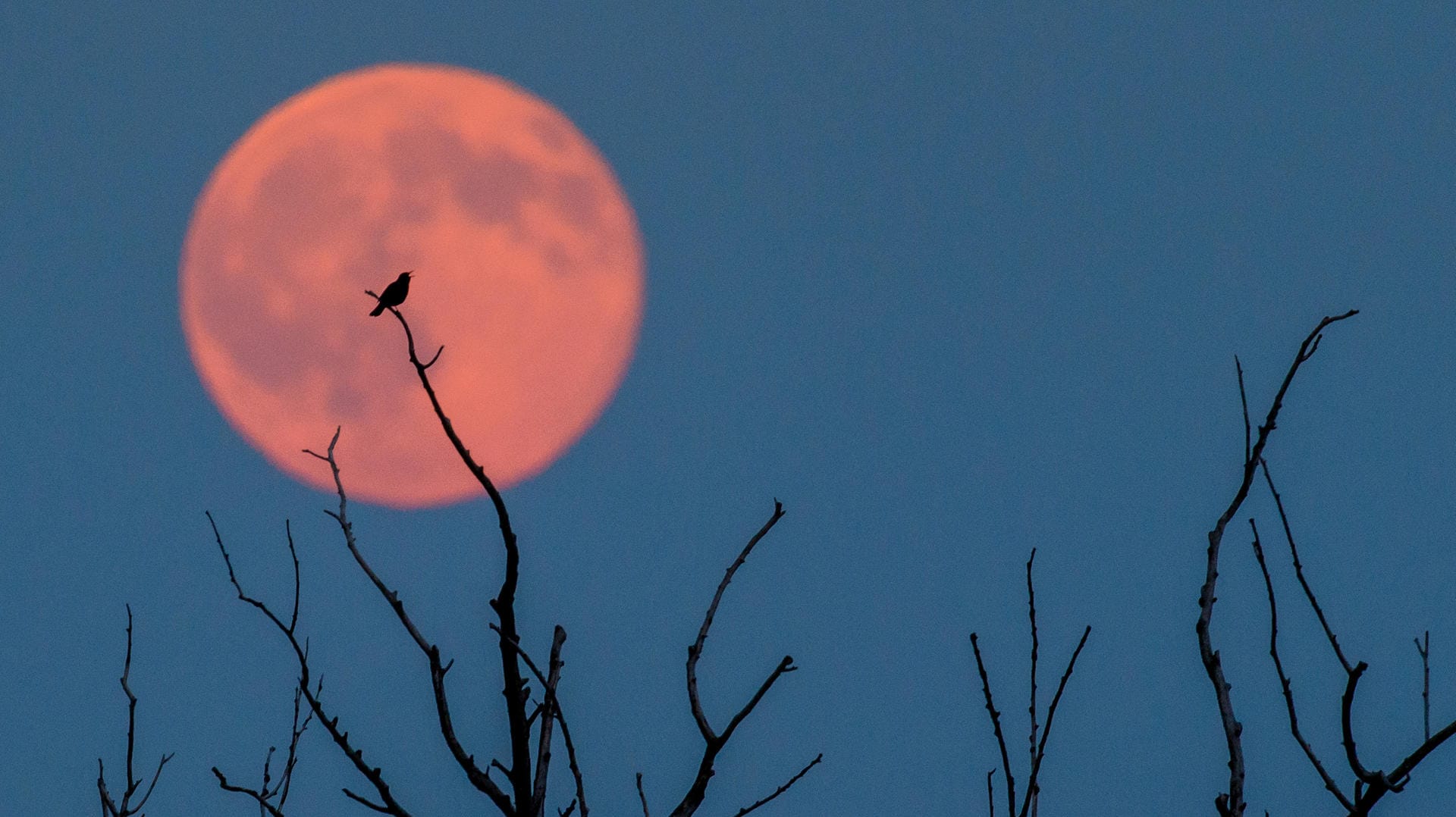 Ein faszinierender "Erdbeermond" leuchtet in Brandenburg am Himmel (20.06.2016). Ein faszinierender "Erdbeermond" leuchtet in Brandenburg am Himmel (20.06.2016).
