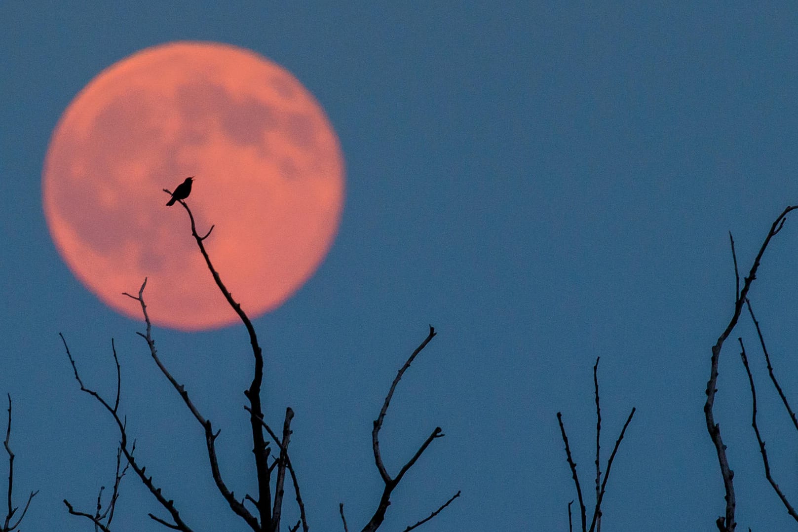 Ein faszinierender "Erdbeermond" leuchtet in Brandenburg am Himmel (20.06.2016).