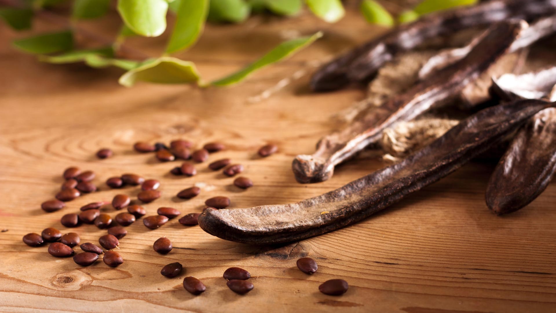 Die Carob-Früchte des Johannisbrotbaums zählen zu den Hülsenfrüchten.