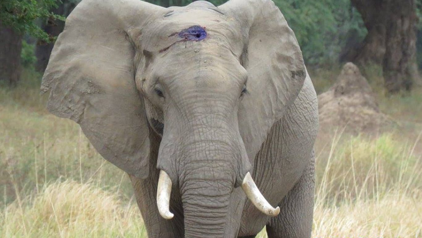 Wilderer haben einem Elefanten in Simbabwe in den Kopf geschossen. Doch "Pretty Boy" hat überlebt.