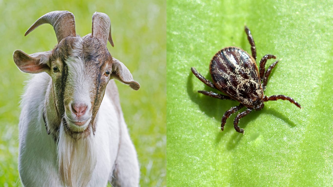 Das gefährliche FSME-Virus kann von Zecken auf Tiere wie beispielsweise Ziegen übertragen werden und deren Milch verseuchen.
