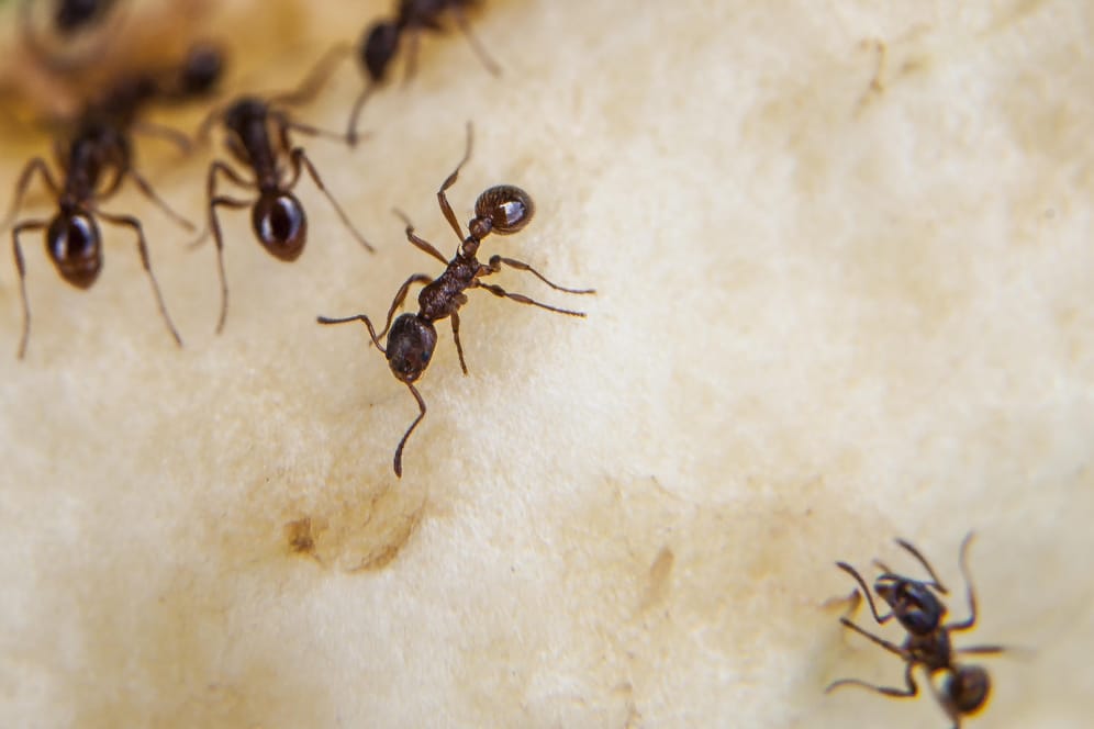 Ameisen sind im Garten grundsätzlich keine Schädlinge.