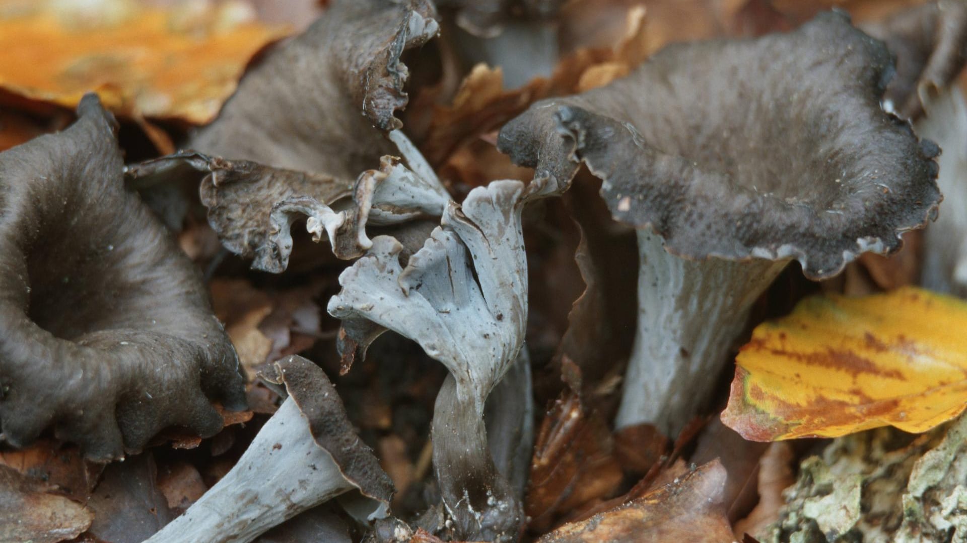 Die Herbsttrompete ist ein typischer Würzpilz.