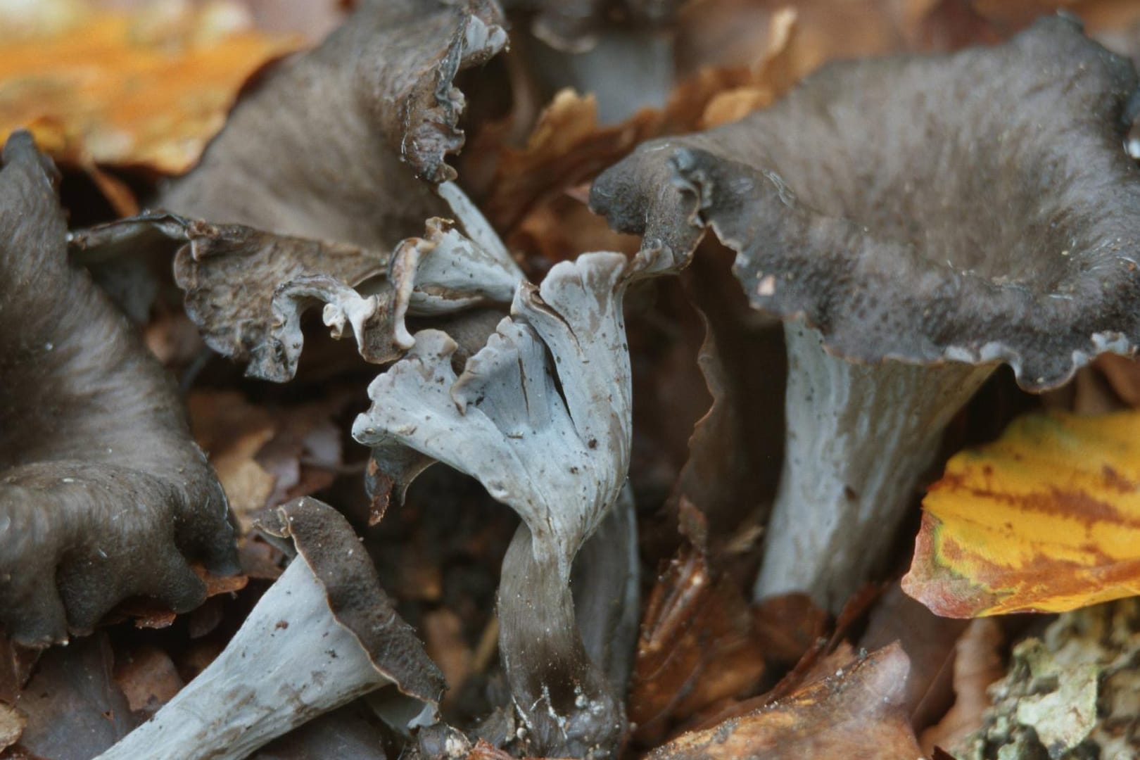 Die Herbsttrompete ist ein typischer Würzpilz.