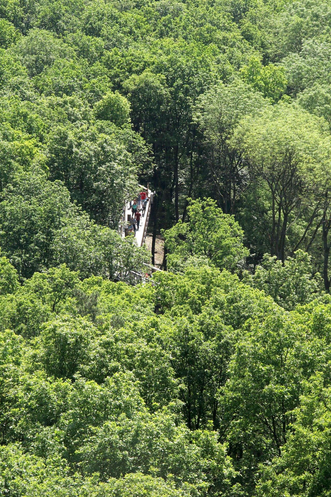 Den Wald aus einem anderen Blickwinkel kennen lernen: Das geht auf Baumwipfelpfaden, wie hier auf dem Pfad Steigerwald.