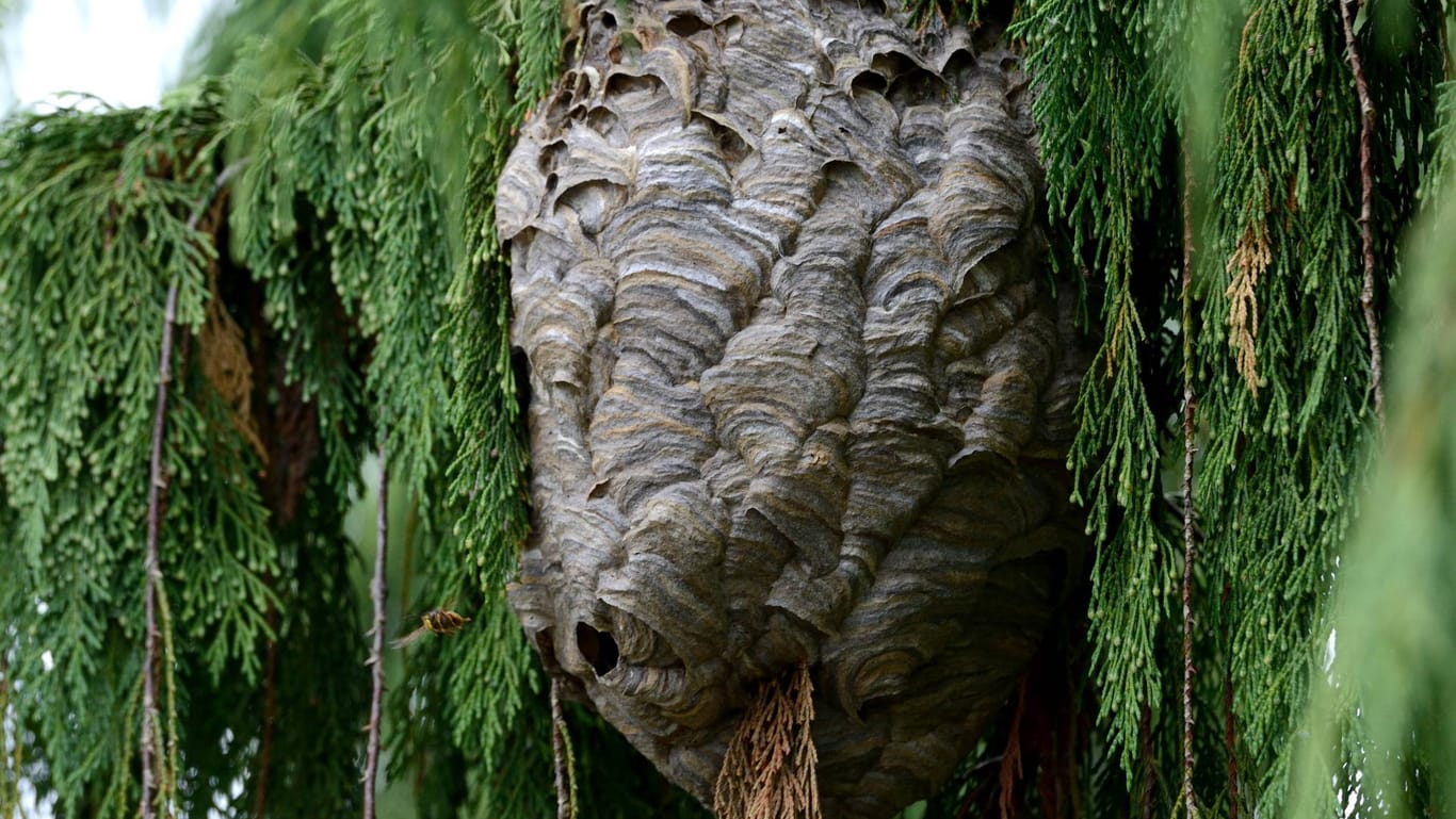 Hornissenkäfer leben in und um Hornissennester - in Deutschland ist er nur noch selten zu finden.
