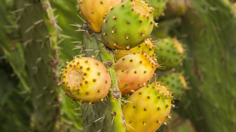 Aus der gesunden Kaktusfeige wird ein wertvolles Öl gewonnen.