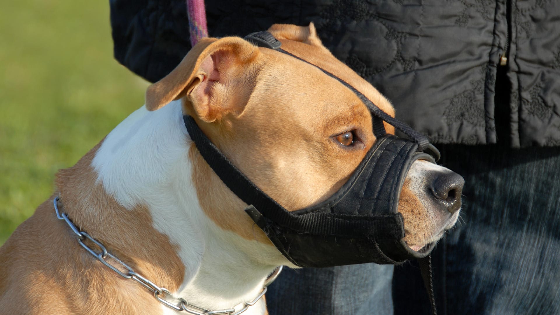 Der American Staffordshire Terrier wird in vielen Bundesländern als gefährlich eingestuft.