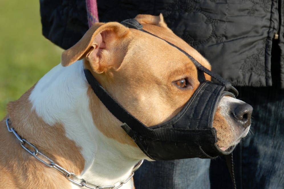 Der American Staffordshire Terrier wird in vielen Bundesländern als gefährlich eingestuft.