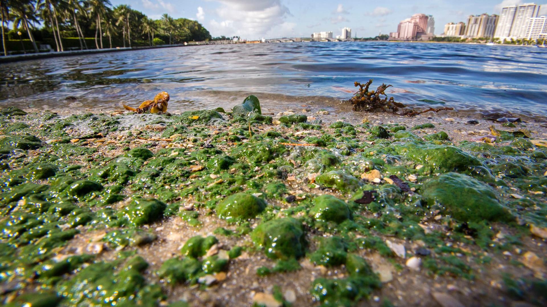 Die Algenplage macht das Baden an den südlichen Stränden Floridas derzeit unmöglich.