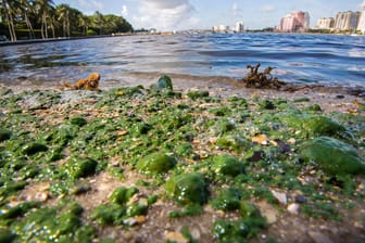 Die Algenplage macht das Baden an den südlichen Stränden Floridas derzeit unmöglich.