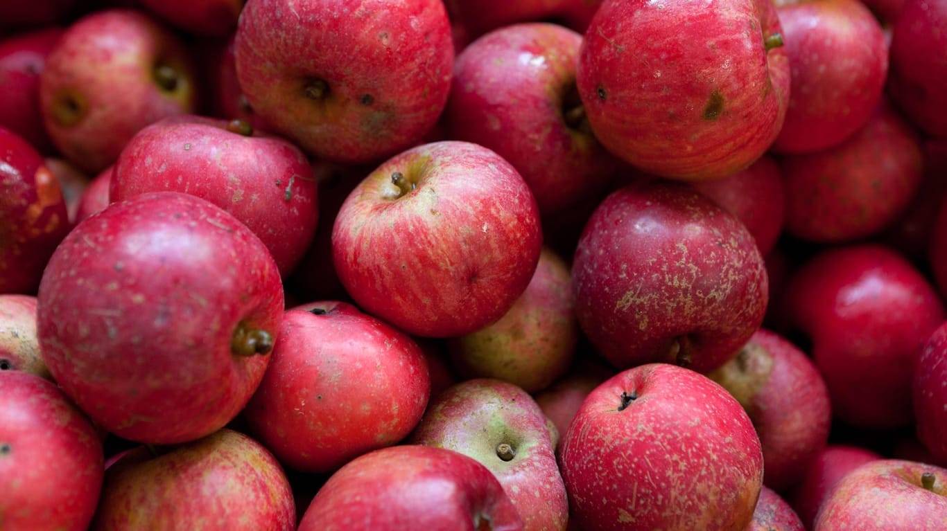 Die Rote Sternrenette gilt als besonders aromatischer Apfel.
