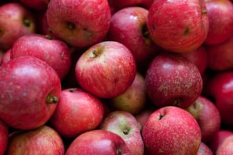 Die Rote Sternrenette gilt als besonders aromatischer Apfel.
