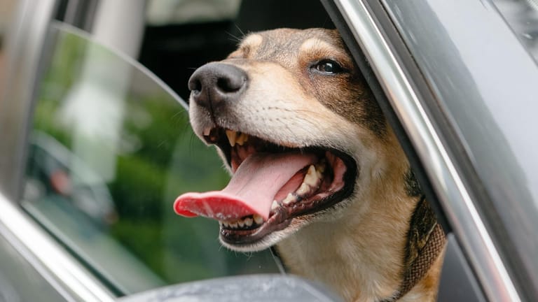 Ungesicherte Haustiere im Auto können für sich selbst, die Insassen und andere Verkehrsteilnehmer zur großen Gefahr werden.