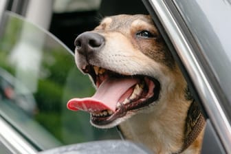 Ungesicherte Haustiere im Auto können für sich selbst, die Insassen und andere Verkehrsteilnehmer zur großen Gefahr werden.
