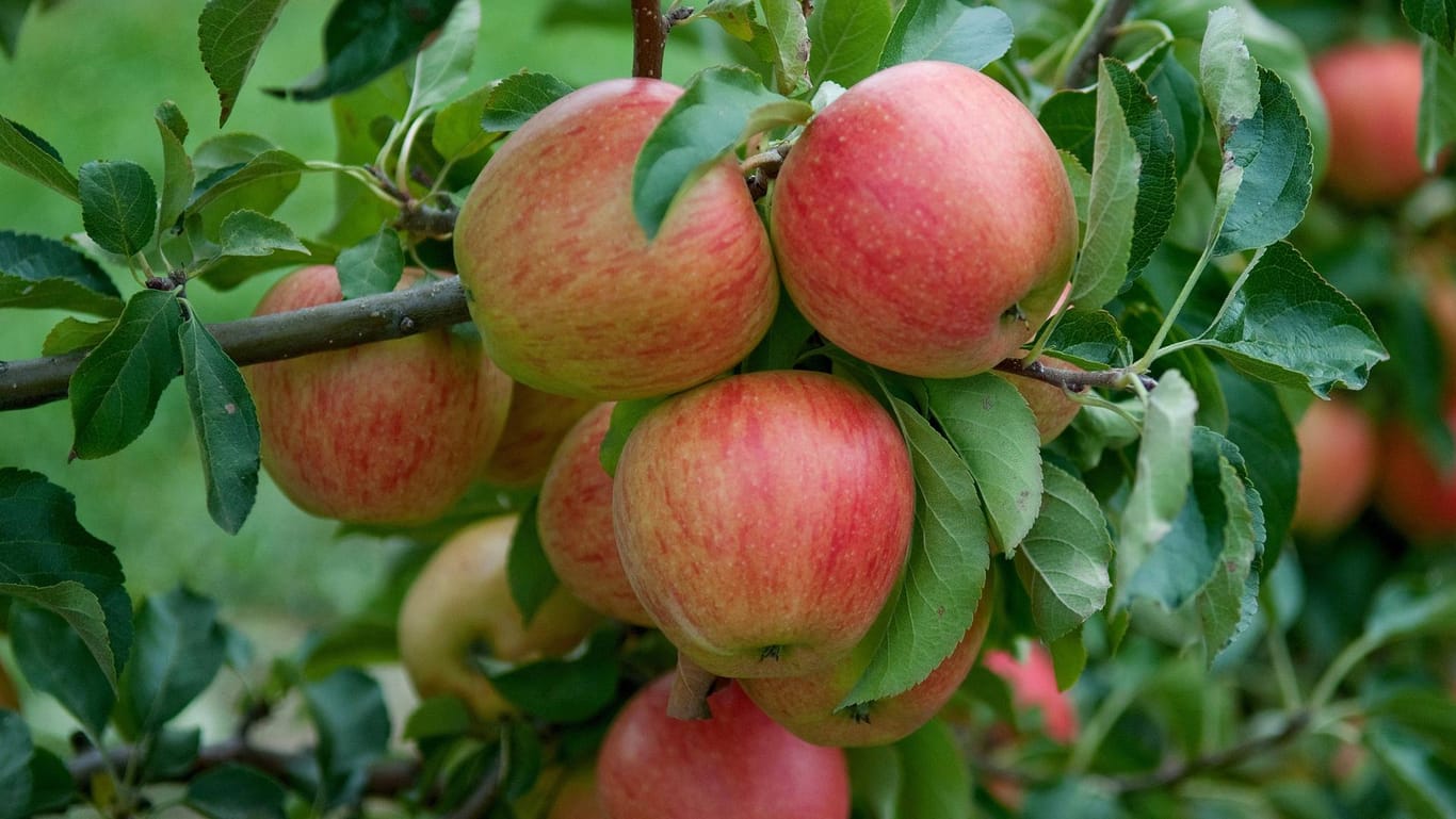 Die Apfelsorte Pinova ist wegen der einfachen Anbauweise bei Hobbygärtnern beliebt.