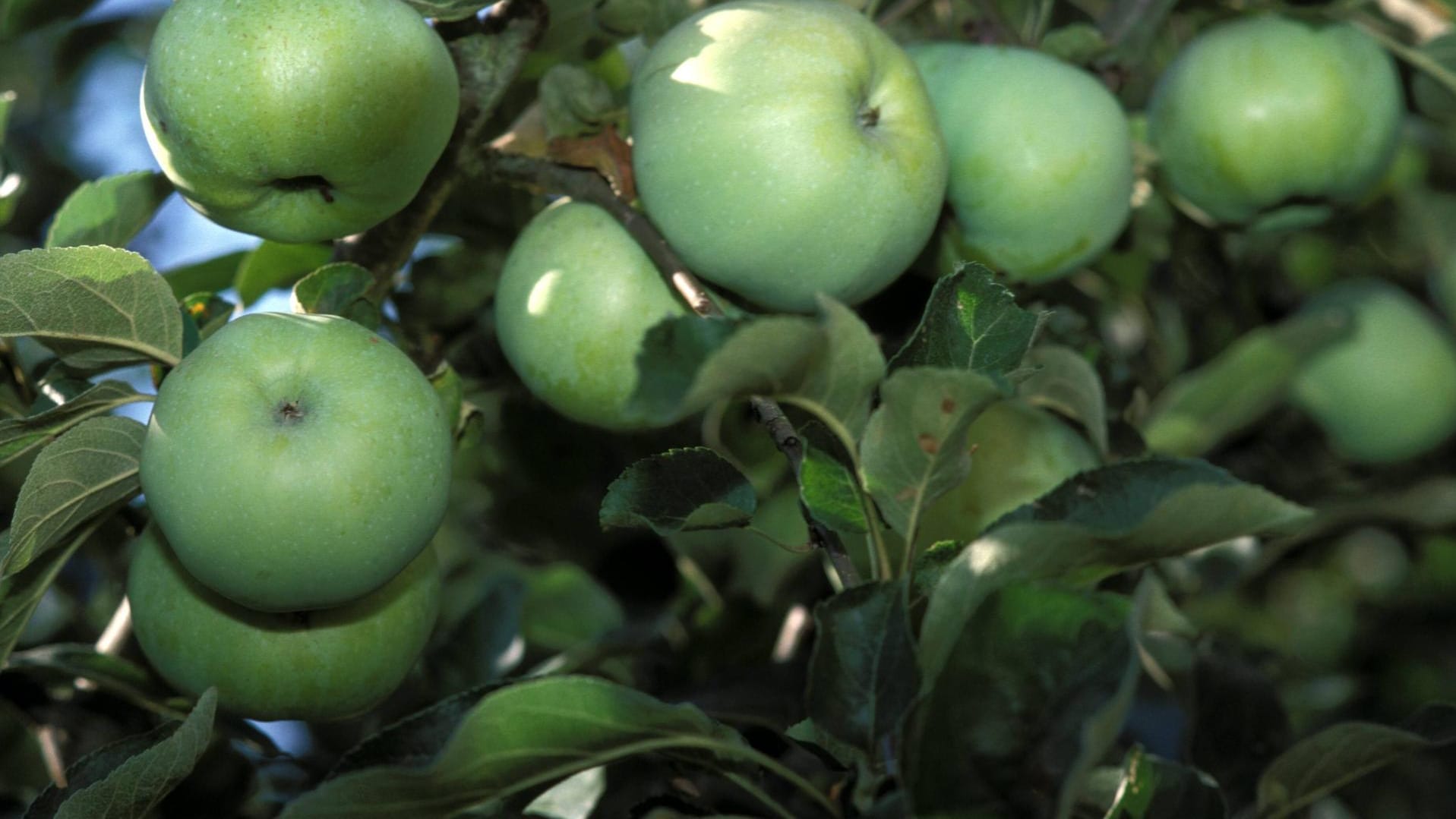 Der Klarapfel sieht der Sorte Granny Smith zum Verwechseln ähnlich.