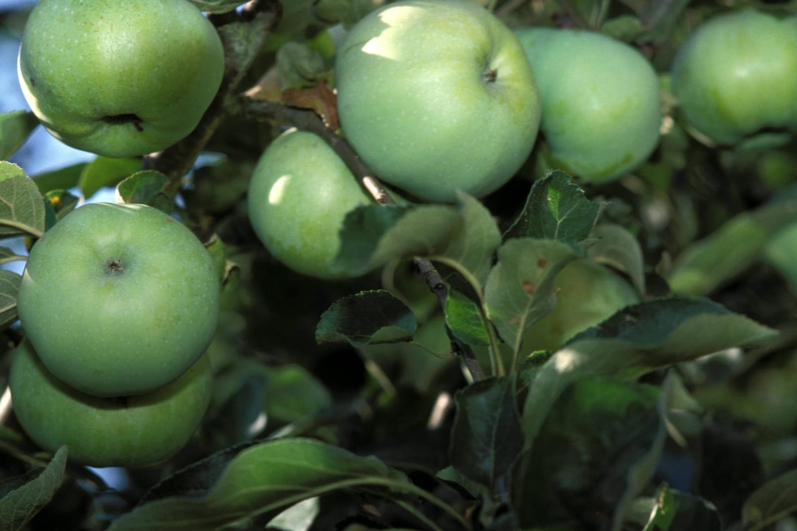 Der Klarapfel sieht der Sorte Granny Smith zum Verwechseln ähnlich.