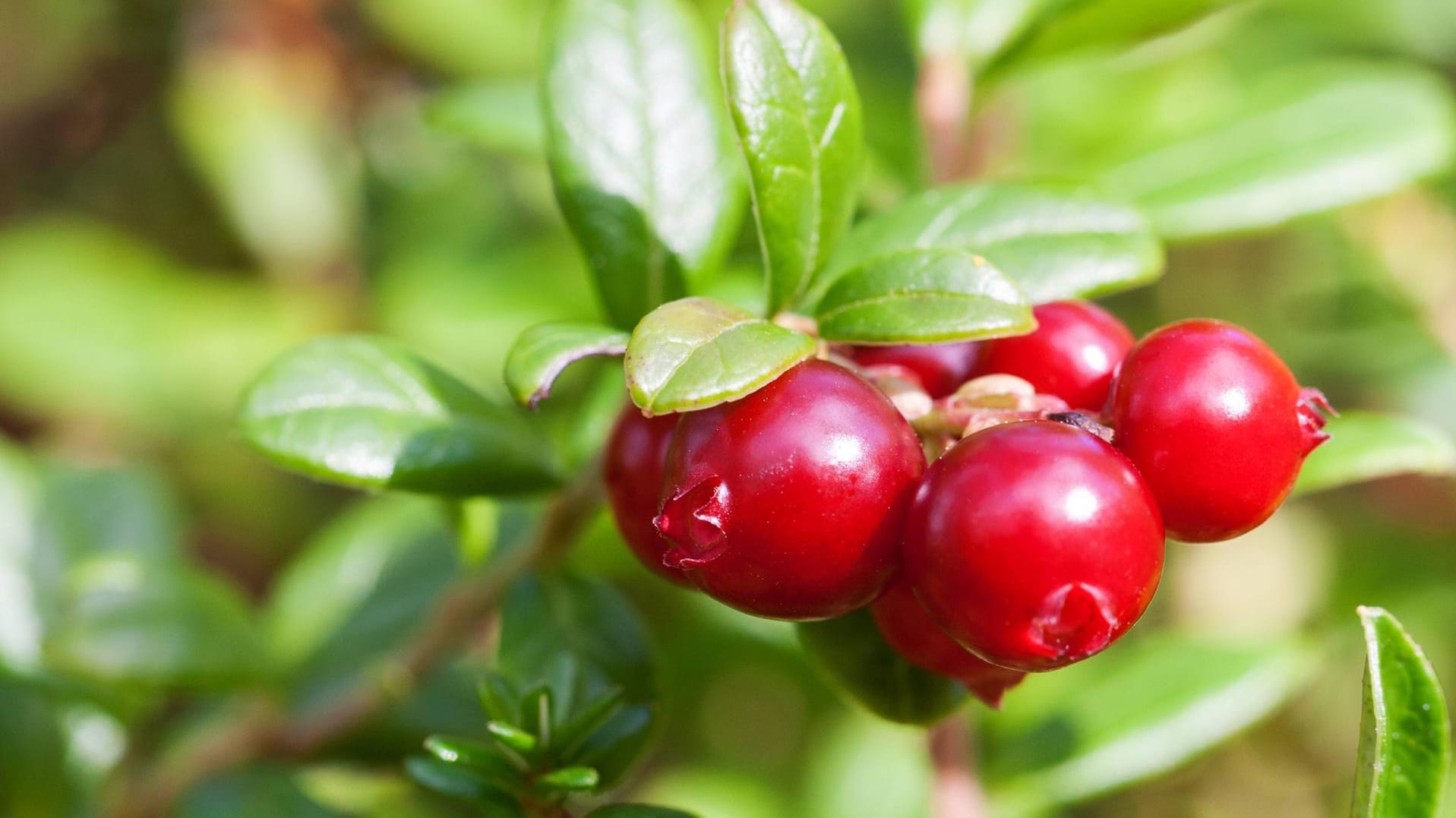 Die Cranberry können Sie auch im eigenen Garten anbauen.