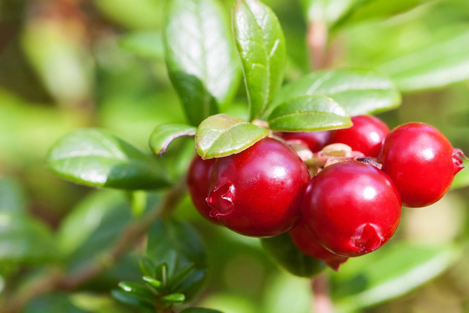 Die Cranberry können Sie auch im eigenen Garten anbauen.