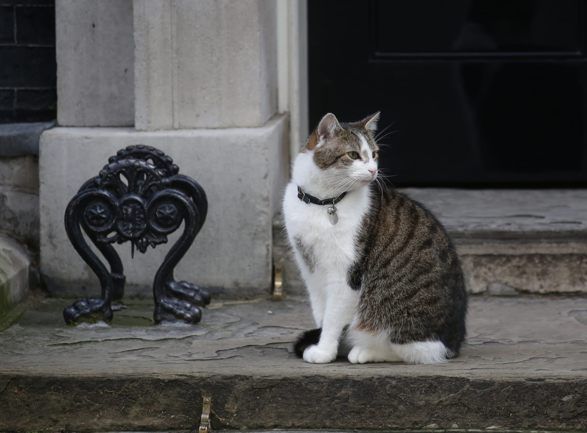 Der Chief Mouser to the Cabinet Office: Larry.
