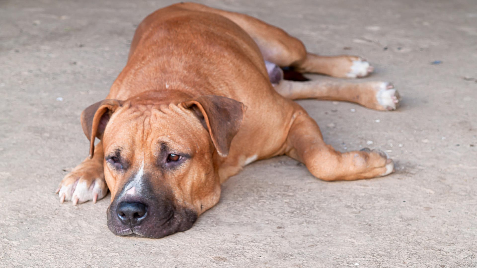 American Pit Bull Terrier sind in Dänemark grundsätzlich verboten.