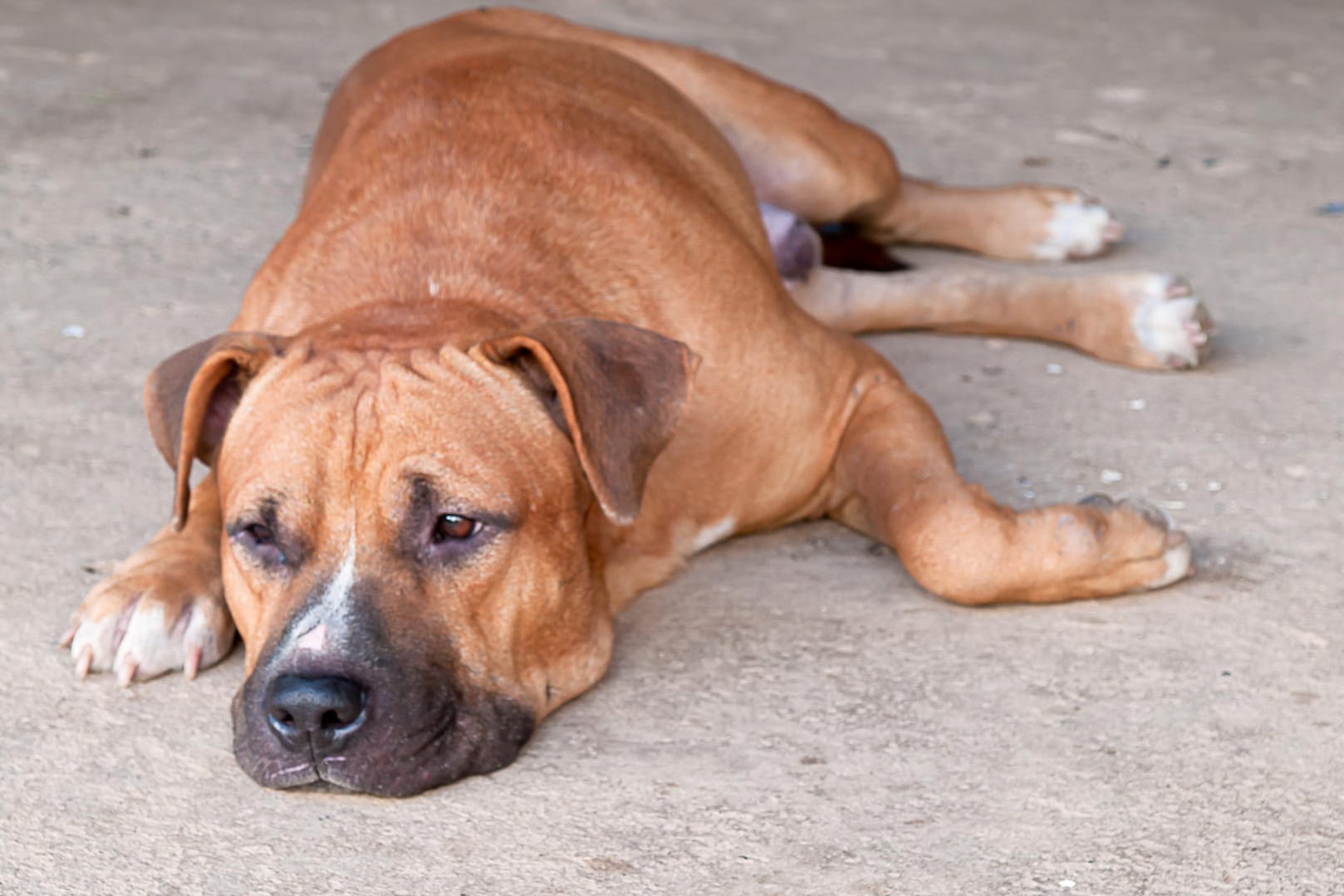 American Pit Bull Terrier sind in Dänemark grundsätzlich verboten.