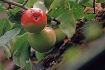 Die Apfelsorte James Grieve ist wegen seiner Robustheit kaum anfällig für Krankheiten wie Mehltau.