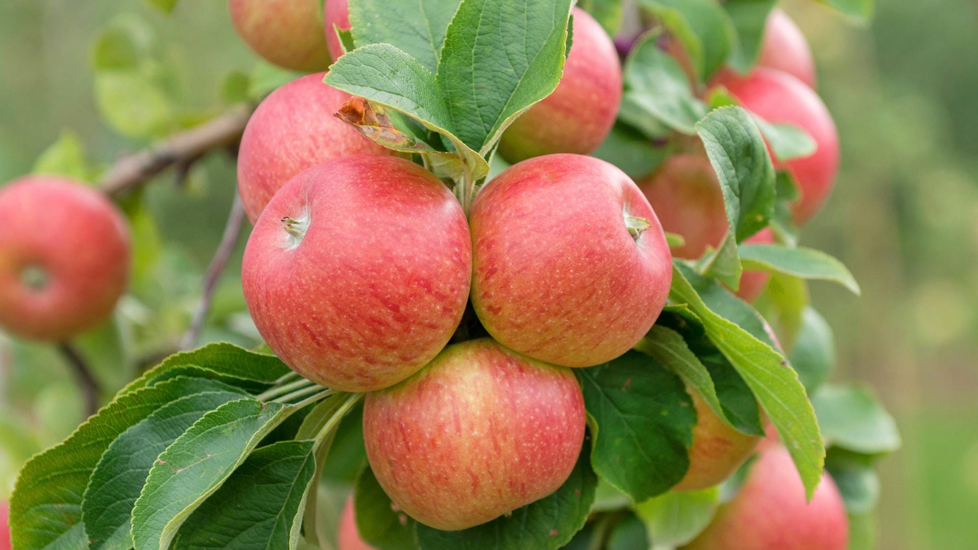 Der Alkmene wächst in vielen Farben von Grüngelb bis Hellrot.