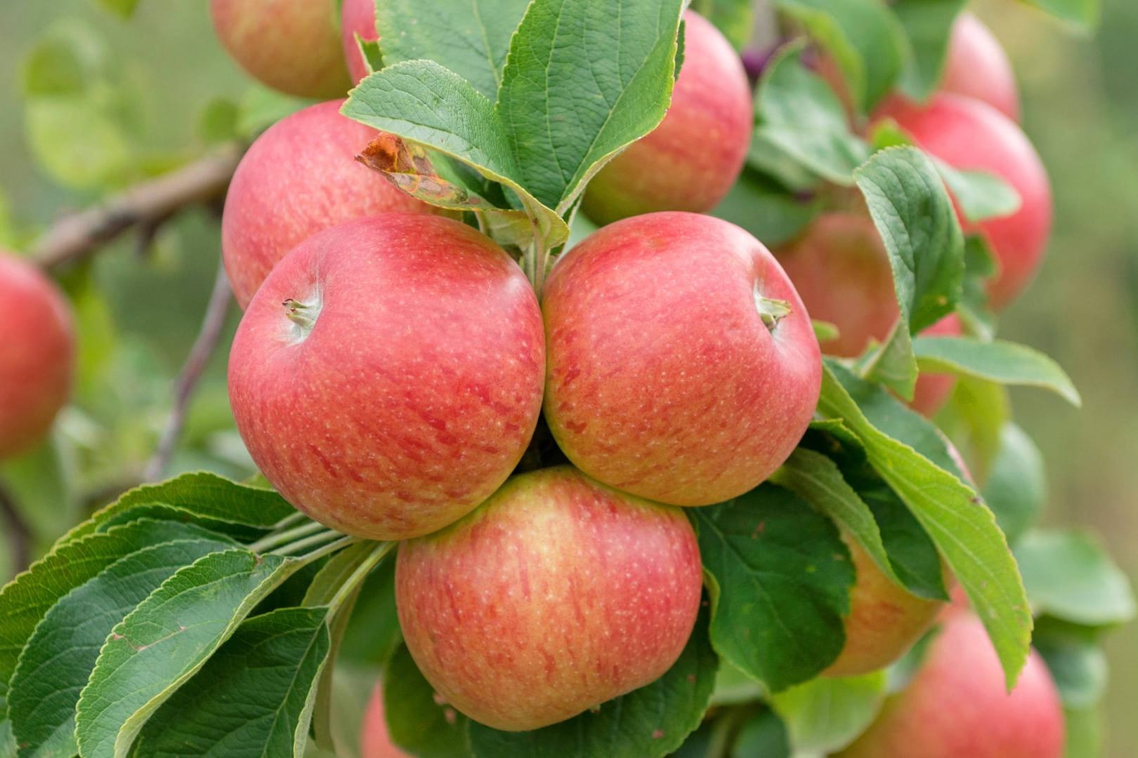 Der Alkmene wächst in vielen Farben von Grüngelb bis Hellrot.