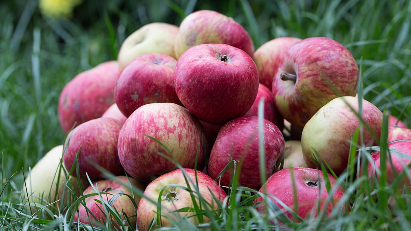 Äpfel der Sorte Aport können bis zu 1,2 Kilogramm schwer werden - diese Exemplare gelten da noch als klein.