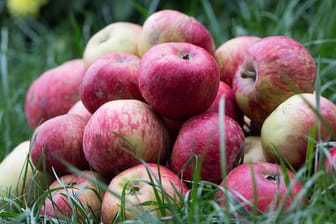 Äpfel der Sorte Aport können bis zu 1,2 Kilogramm schwer werden - diese Exemplare gelten da noch als klein.