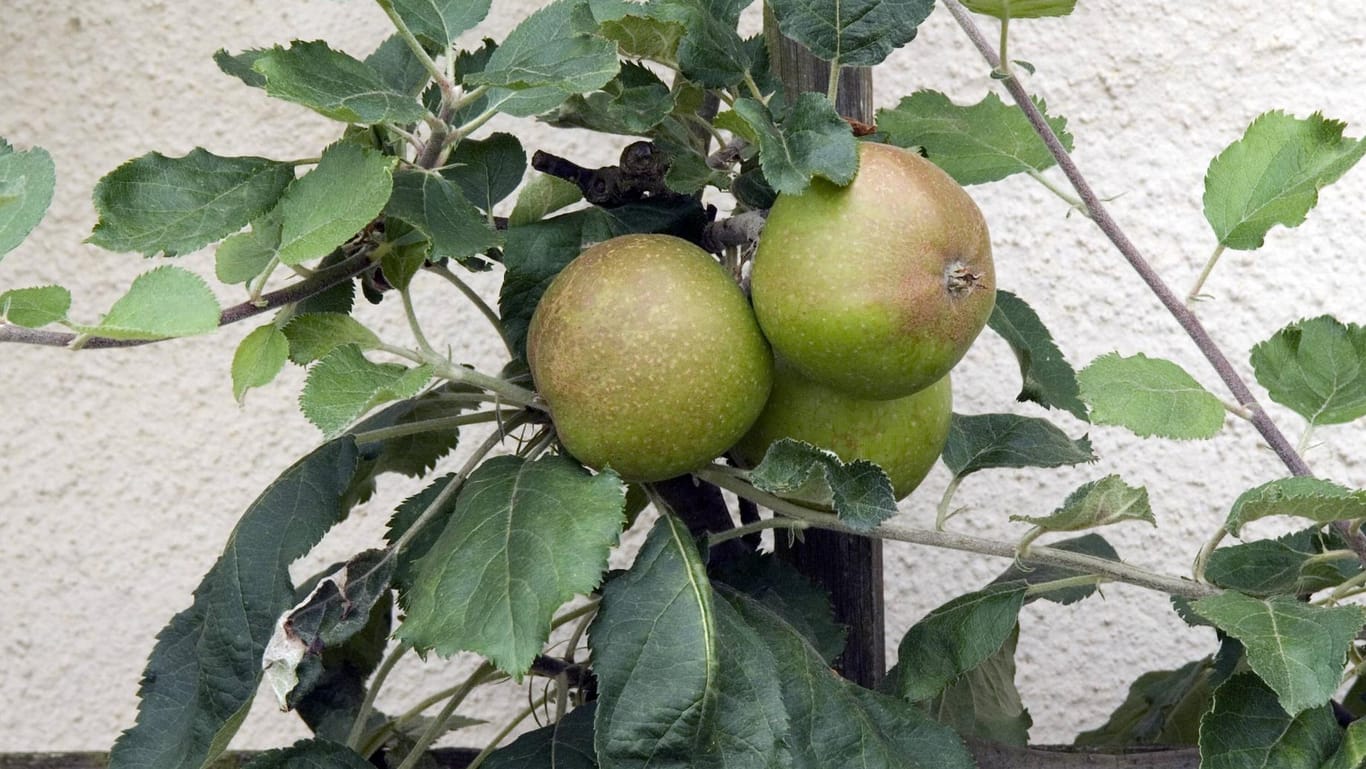 Der Dülmener Rosenapfel stammt zwar aus Dülmen, lässt sich auch im heimischen Garten anbauen.