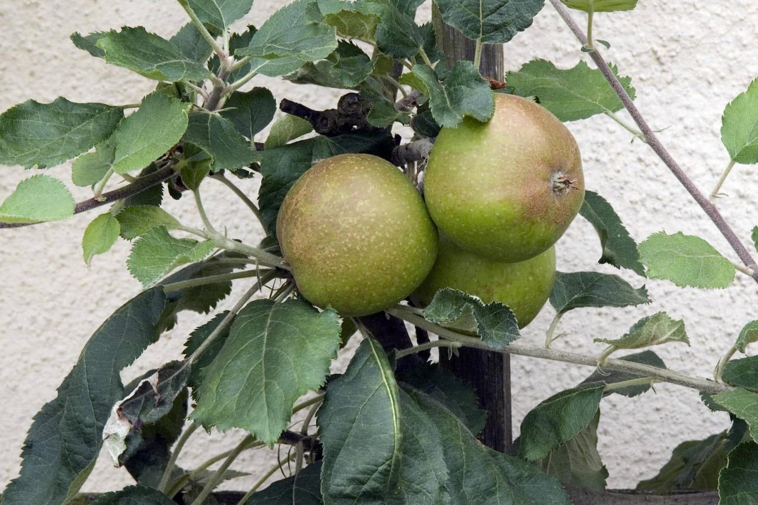 Der Dülmener Rosenapfel stammt zwar aus Dülmen, lässt sich auch im heimischen Garten anbauen.