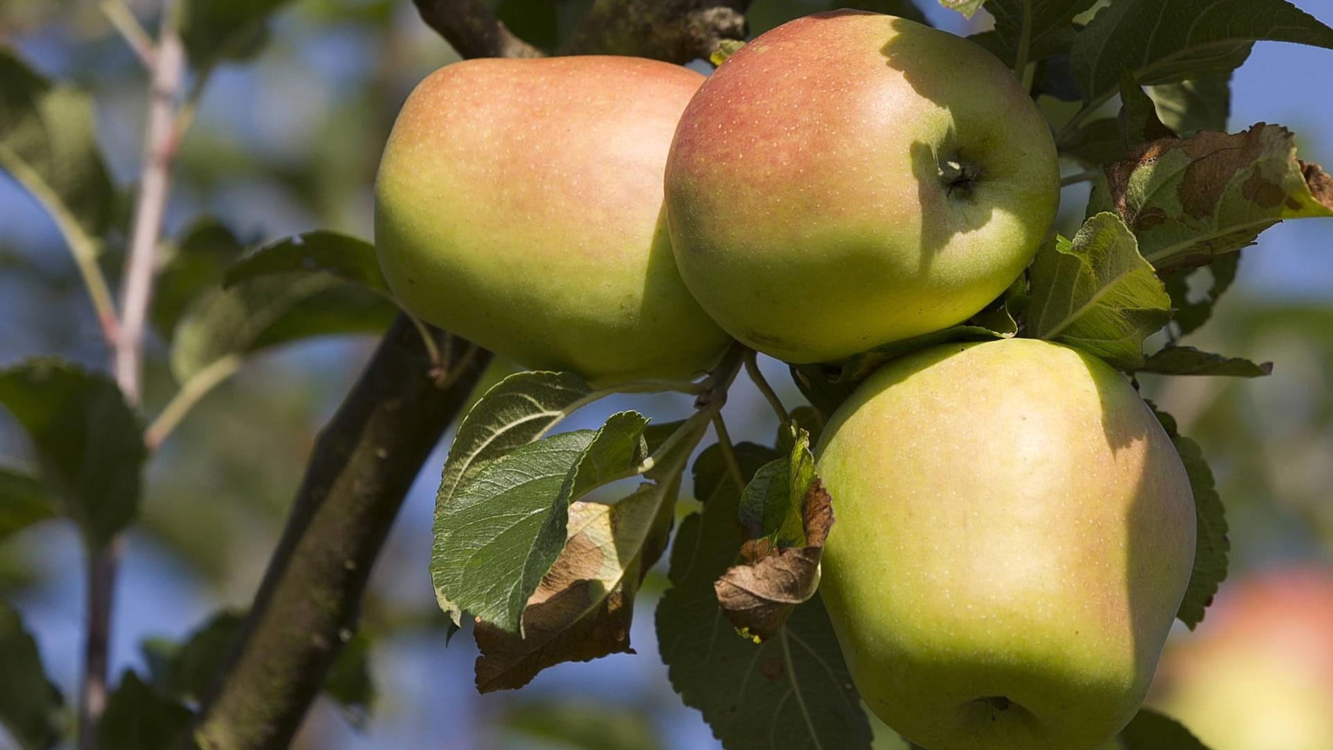 Der Finkenwerder Herbstprinz schmeckt leicht säuerlich und lässt sich im eigenen Garten anbauen.