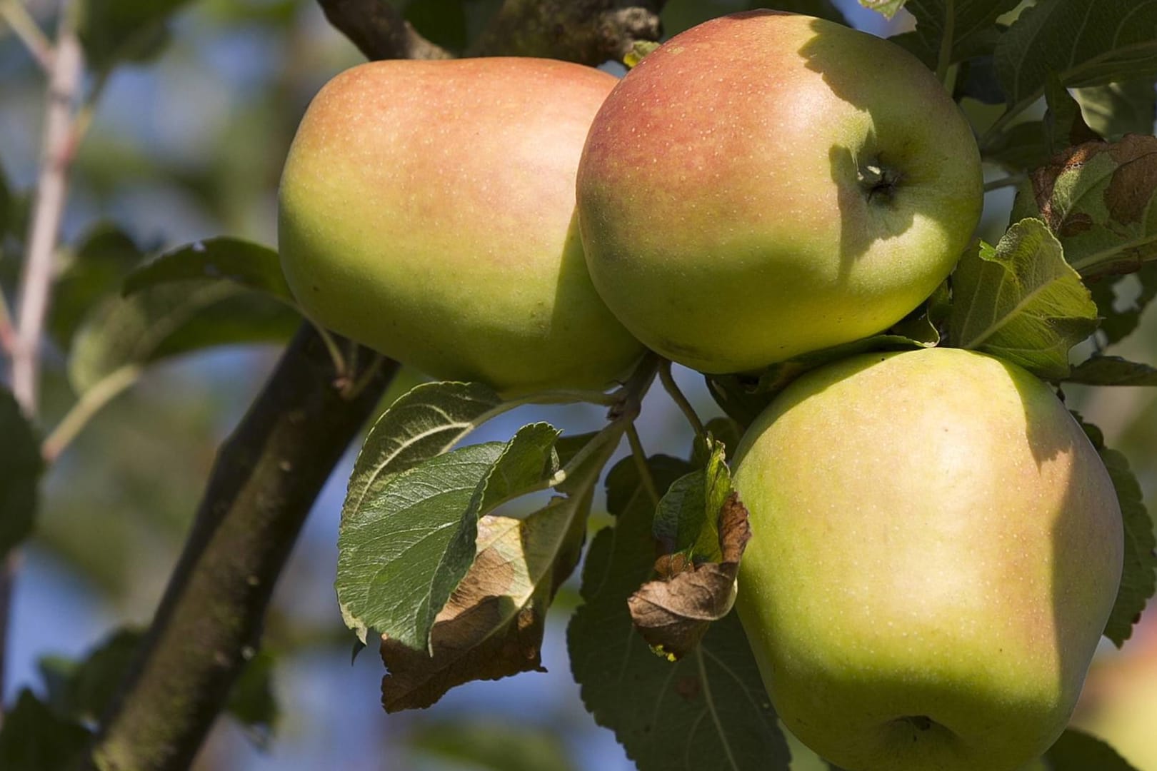 Der Finkenwerder Herbstprinz schmeckt leicht säuerlich und lässt sich im eigenen Garten anbauen.