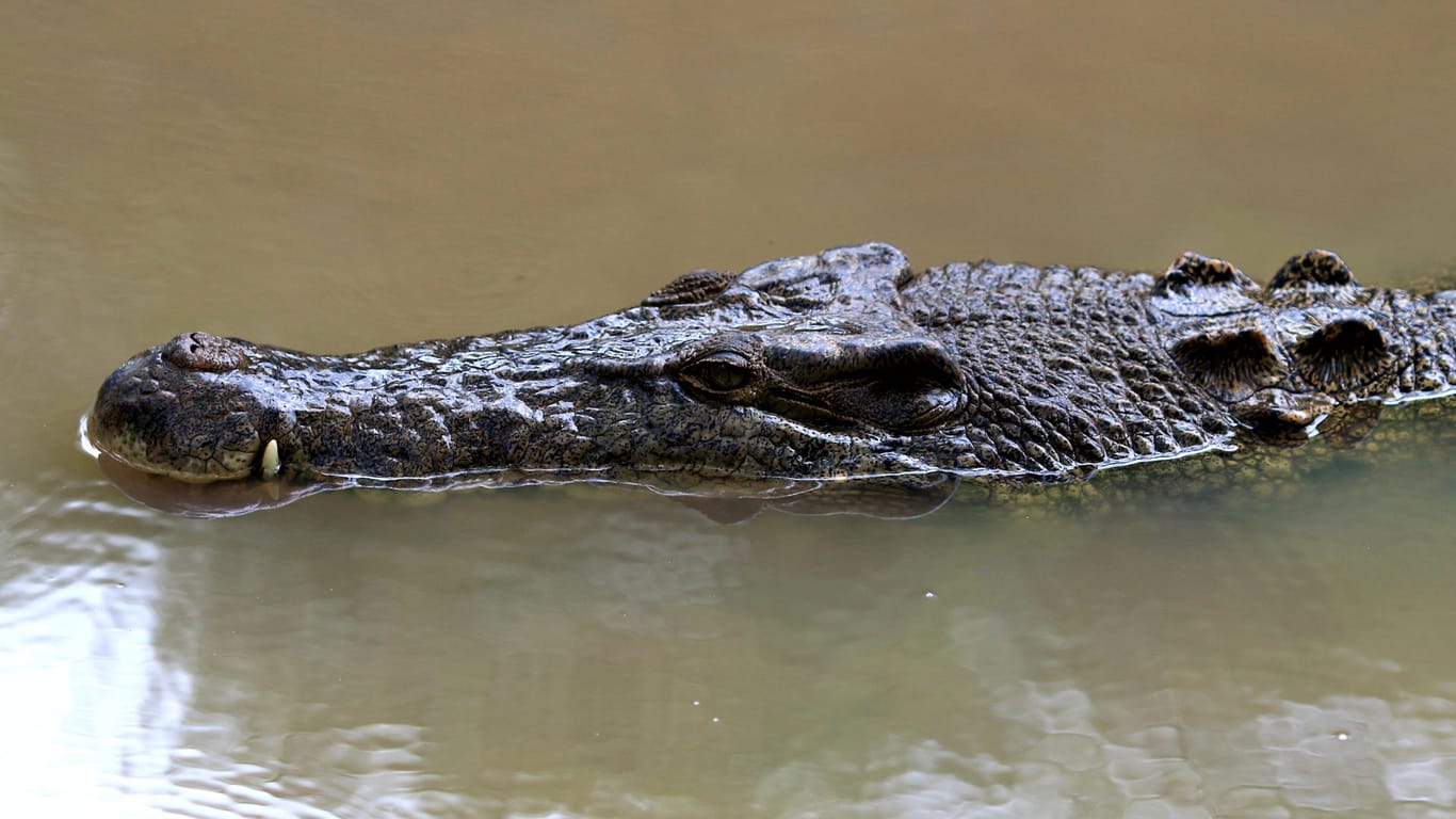 Größere Krokodilarten haben eine Lebenserwartung von bis zu 70 Jahren.