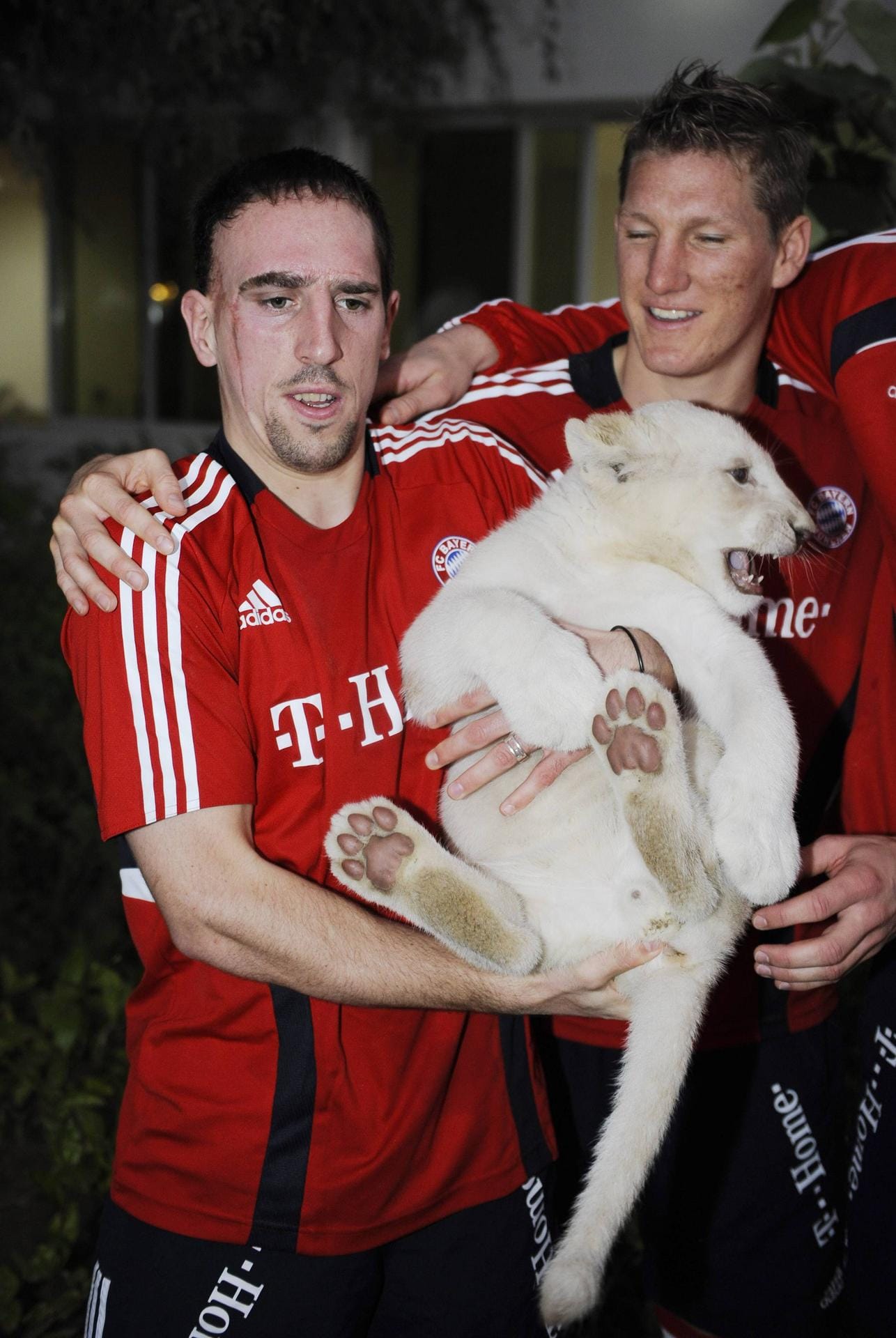 Unwohl ist vielleicht auch das richtige Wort für dieses Bild. Wer hat mehr Angst: Frank Ribery oder das Löwenbaby?