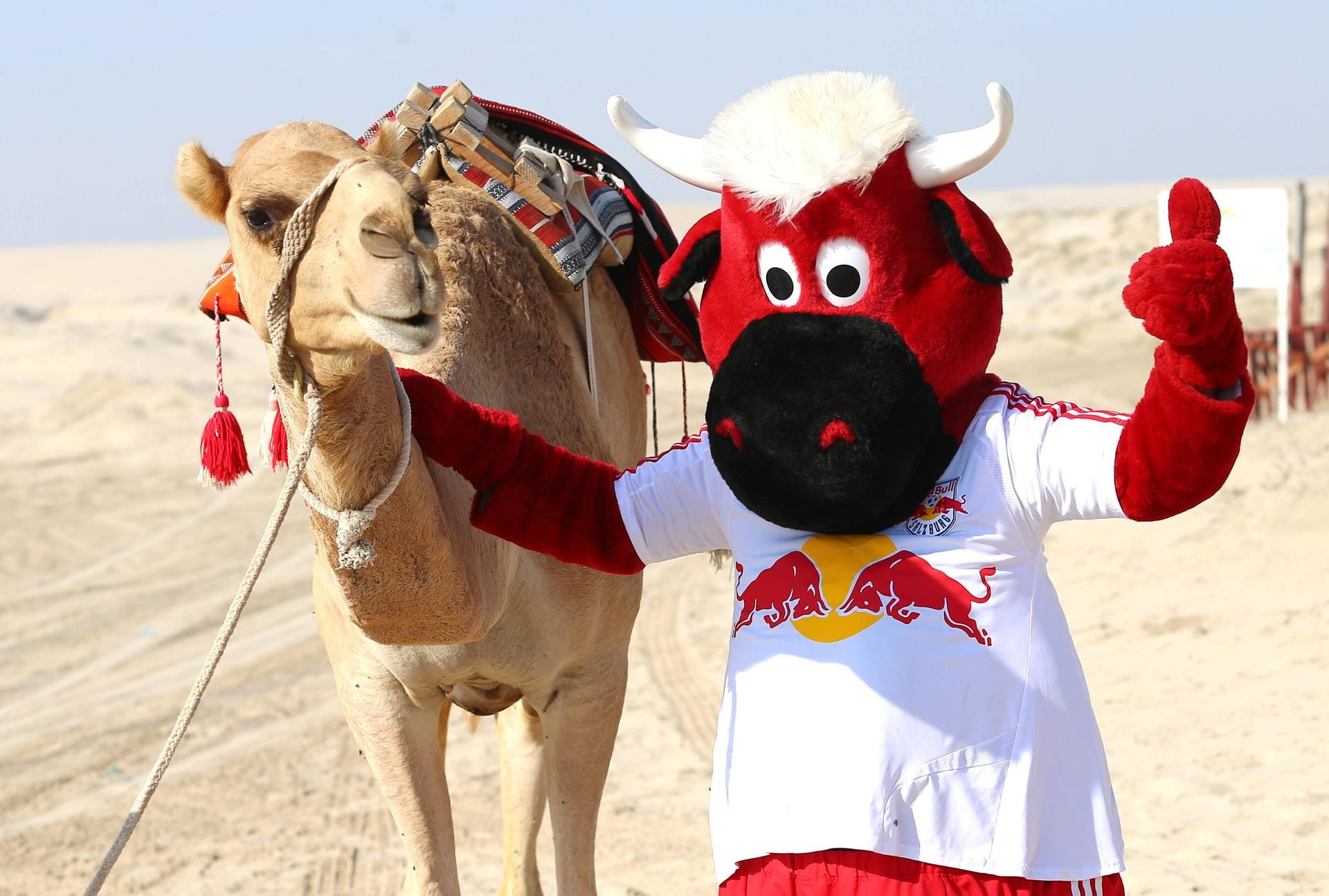 Ins Trainingslager in Katar bringt RB Salzburg nicht nur Maskottchen "Bullidibumm" mit, sondern lässt es auch noch mit einem Kamel posieren. Das Tier macht gute Miene zum bösen Spiel.