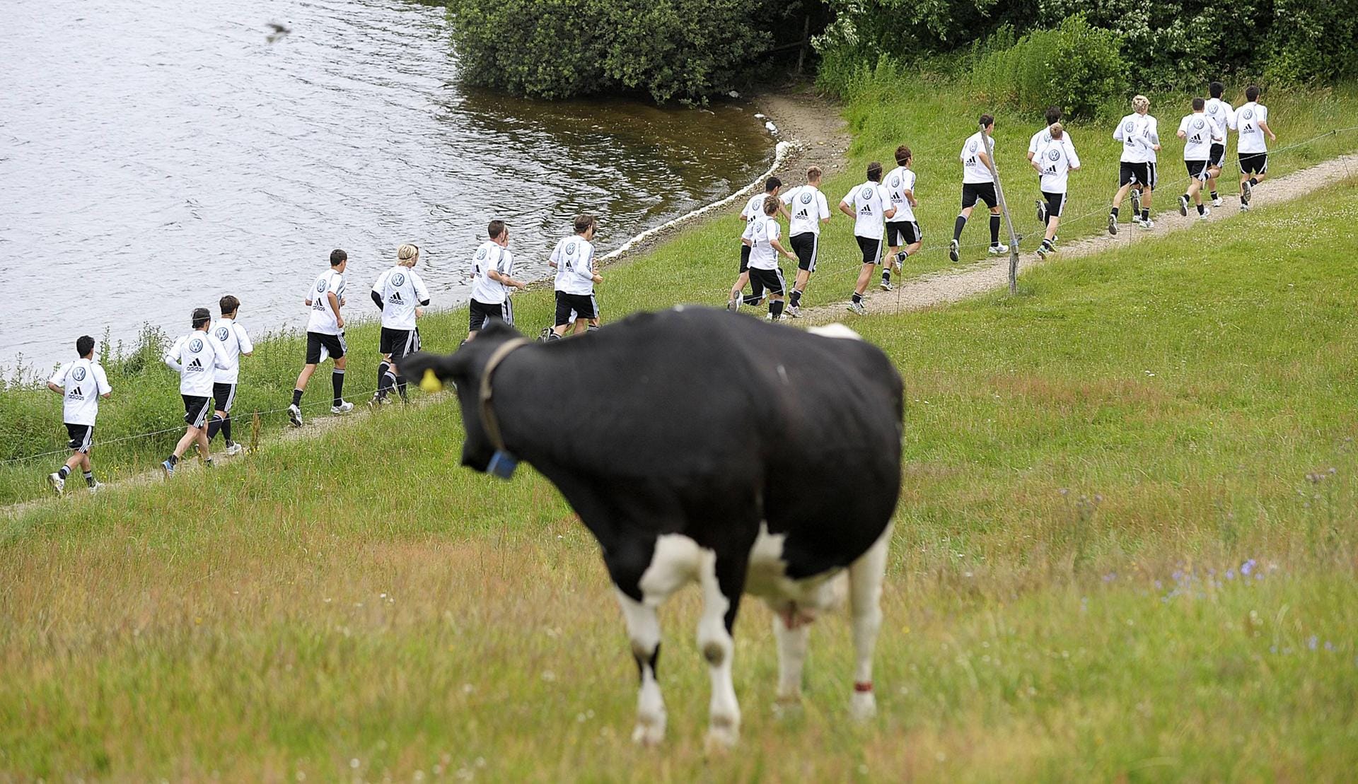 Andere Teams haben eher unfreiwillig tierischen Besuch: Der VfL Wolfsburg wird am Sankelmarker See bei der Laufeinheit von einer Kuh beobachtet.