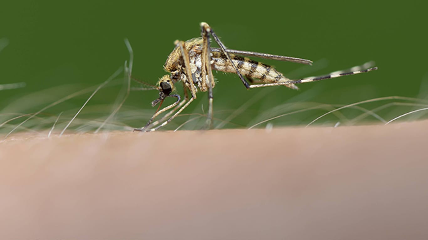 Mücken, Schnaken, Bothammel und wie die Plagegeister sonst noch heißen, wirksame Mittel zur Bekämpfung gibt es auch ohne Chemie.