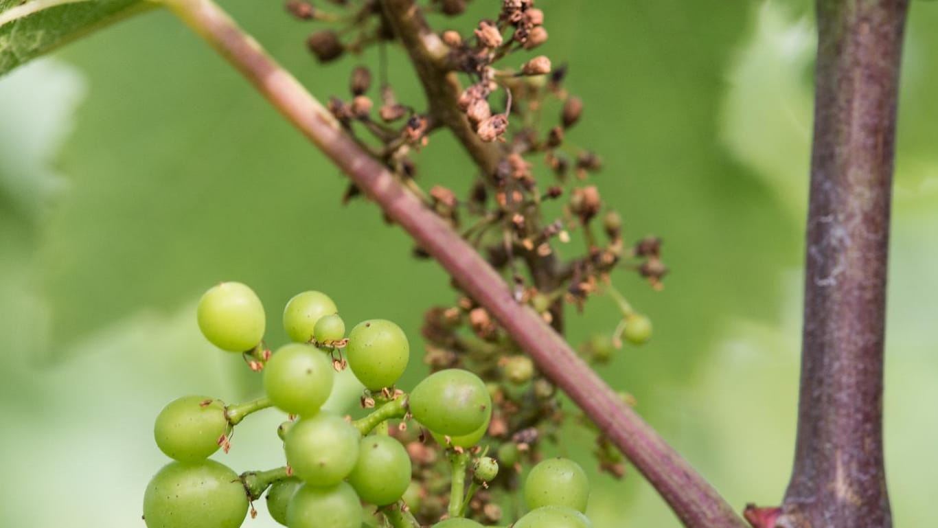Die Krankheit Falscher Mehltau ist in einem Weinberg bei Ehrenkirchen (Baden-Württemberg) deutlich zu erkennen. Ein Teil der Trauben ist bereits verkümmert.