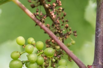 Die Krankheit Falscher Mehltau ist in einem Weinberg bei Ehrenkirchen (Baden-Württemberg) deutlich zu erkennen. Ein Teil der Trauben ist bereits verkümmert.