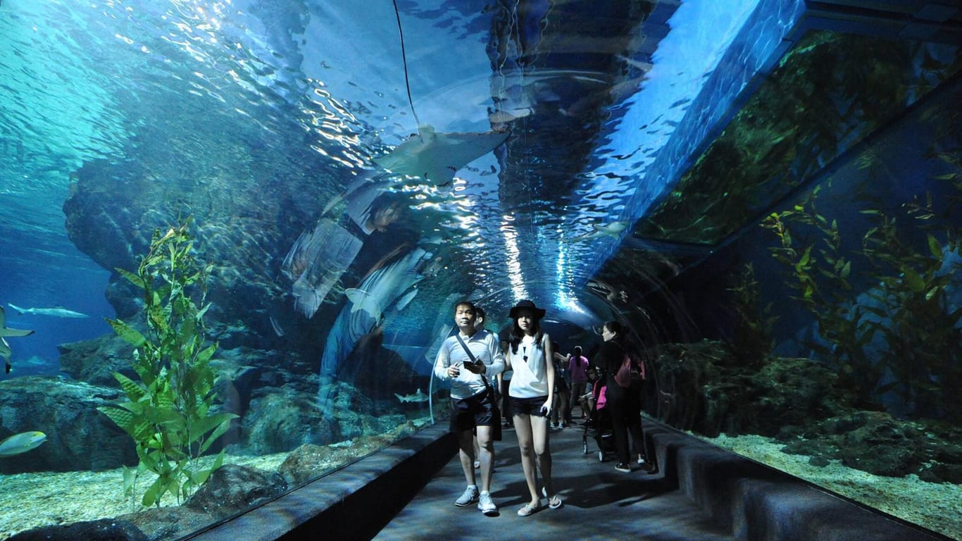 Die zahlreichen Aquarien in Deutschland laden Besucher aus aller Welt ein.